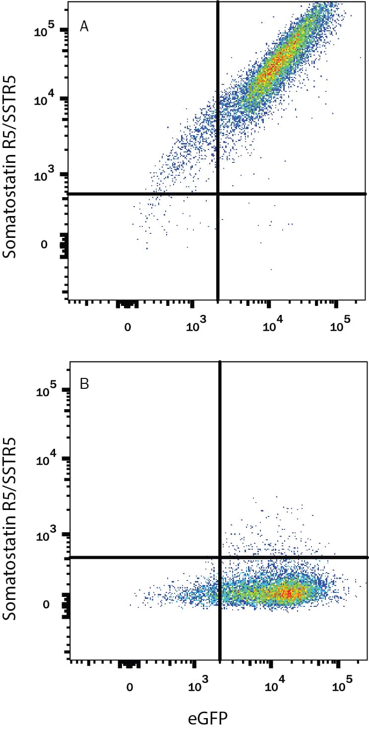 Detection of Somatostatin R5/SSTR5 antibody in HEK293 Human Cell Line Transfected with Human SSTR5 and eGFP antibody by Flow Cytometry.