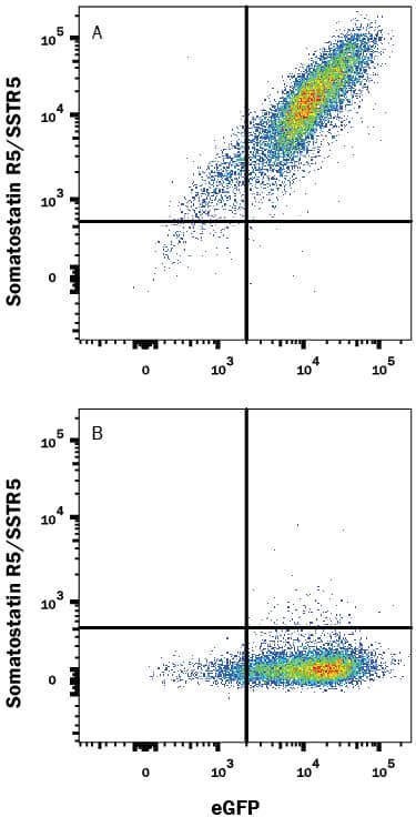 Detection of Somatostatin R5/SSTR5 antibody in HEK293 Human Cell Line Transfected with Human SSTR5 and eGFP antibody by Flow Cytometry.