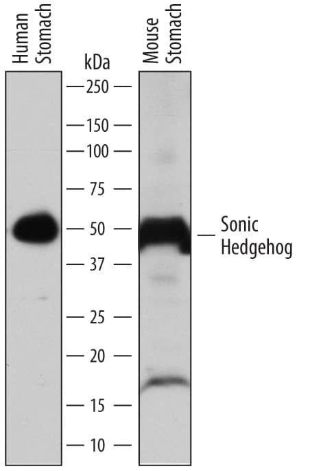 Detection of Human and Mouse Sonic Hedgehog/Shh antibody by Western Blot.