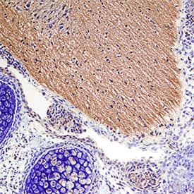 Sonic Hedgehog/Shh antibody in Mouse Embryo by Immunohistochemistry (IHC-Fr).