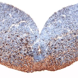 Sonic Hedgehog/Shh antibody in Mouse Embryo by Immunohistochemistry (IHC-Fr).