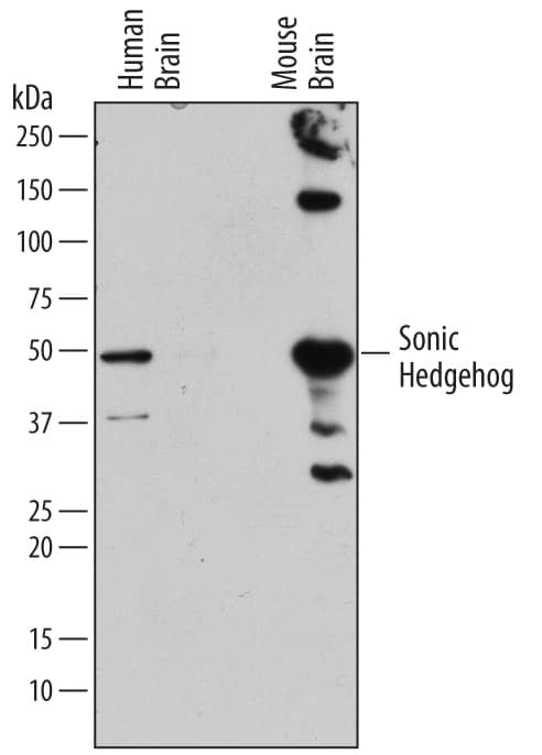 Detection of Human and Mouse Sonic Hedgehog/Shh antibody by Western Blot.