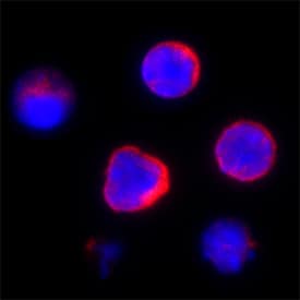 Spi-B antibody in Mouse Splenocytes by Immunocytochemistry (ICC).