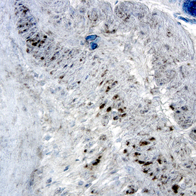 Src antibody in Human Colon by Immunohistochemistry (IHC-P).