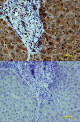 Src antibody in Human Liver by Immunohistochemistry (IHC-P).
