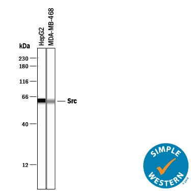 Detection of Human Src antibody by Simple WesternTM.