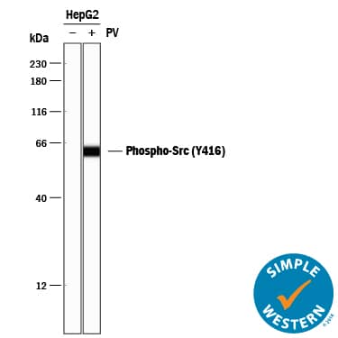 Detection of Human Src antibody by Simple WesternTM.