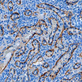 Stabilin-2 antibody in Human Spleen by Immunohistochemistry (IHC-P).