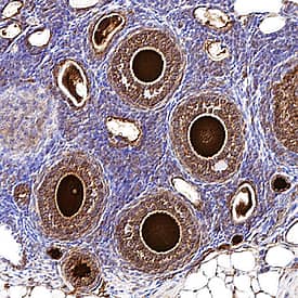 Stella/Dppa3 antibody in mouse ovary tissue by Immunohistochemistry (IHC-Fr).