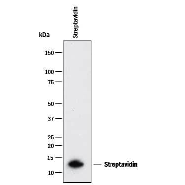 Detection of Streptavidin antibody by Western Blot.