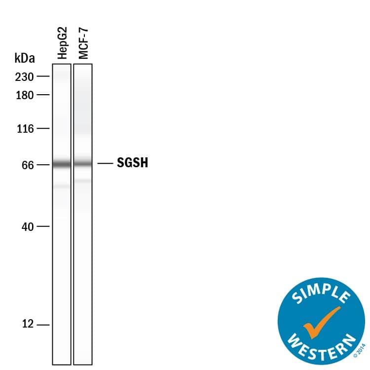 Detection of Human Sulfamidase/SGSH antibody by Simple WesternTM.
