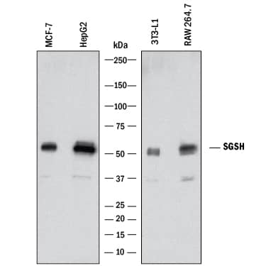 Detection of Human and Mouse Sulfamidase/SGSH antibody by Western Blot.