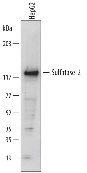 Detection of Human Sulfatase-2/SULF2 antibody by Western Blot.