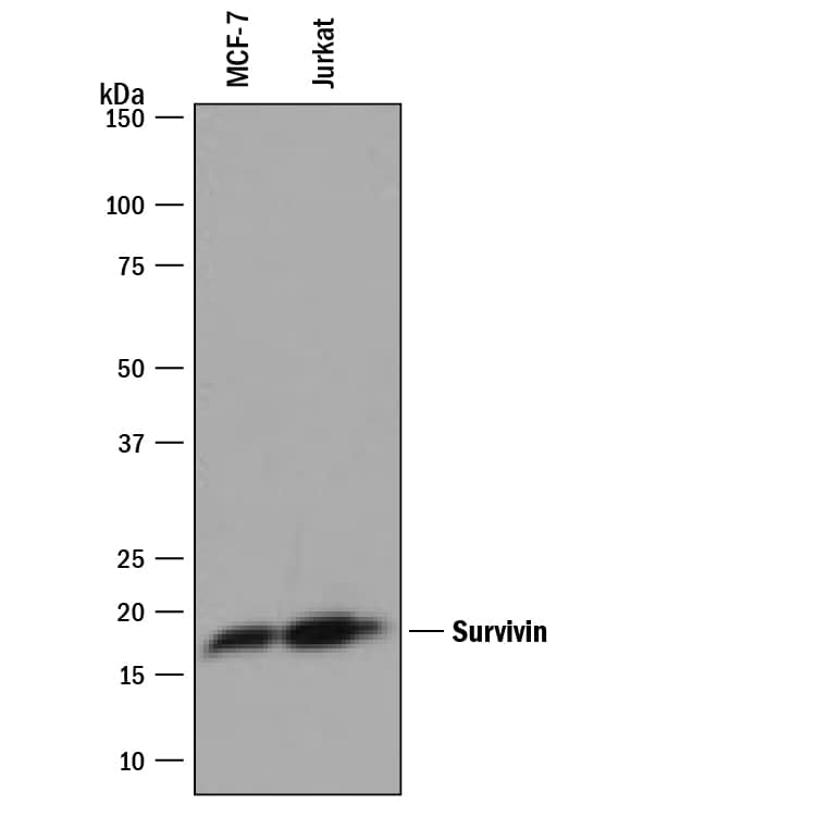 Detection of Human Survivin antibody by Western Blot.