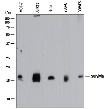 Detection of Human Survivin antibody by Western Blot.