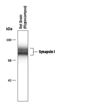 Detection of Synapsin I antibody by Western Blot.