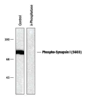 Detection of Phospho-Synapsin I (S603) antibody by Western Blot.