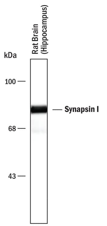 Detection of Synapsin I antibody by Western Blot.