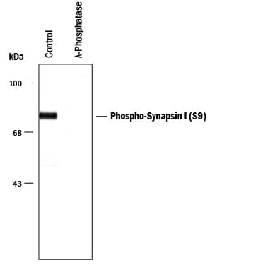 Detection of Phospho-Synapsin I (S9) antibody by Western Blot.