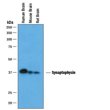 Detection of Human, Mouse, and Rat Synaptophysin antibody by Western Blot.