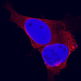 Synaptophysin antibody in SH-SY5Y Human Cell Line by Immunocytochemistry (ICC).