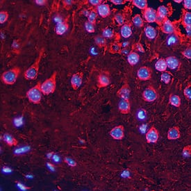 Synaptophysin antibody in Mouse Brain by Immunohistochemistry (IHC-Fr).
