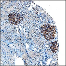 Synaptopodin antibody in Human Kidney by Immunohistochemistry (IHC-P).