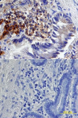 Syndecan-1/CD138 antibody in Human Jejunum by Immunohistochemistry (IHC-P).