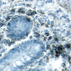 Syndecan-1/CD138 antibody in Human Ileum by Immunohistochemistry (IHC-P).