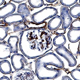 Syndecan-1/CD138 antibody in Mouse Kidney by Immunohistochemistry (IHC-Fr).