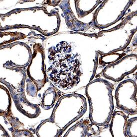 Syndecan-1/CD138 antibody in Mouse Kidney by Immunohistochemistry (IHC-Fr).