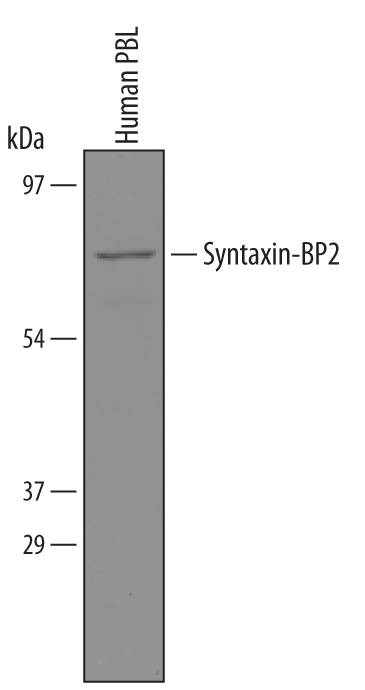 Detection of Human Syntaxin-BP2 antibody by Western Blot.