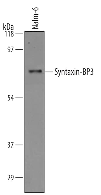 Detection of Human Syntaxin-BP3 antibody by Western Blot.