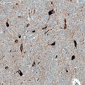 Syntaxin 12 antibody in Human Brain by Immunohistochemistry (IHC-P).