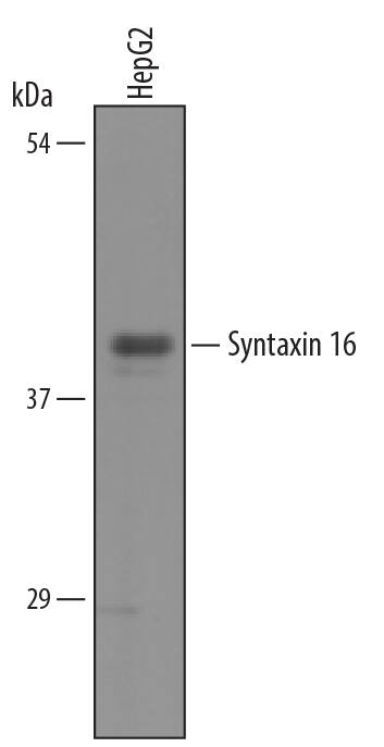 Detection of Human Syntaxin 16 antibody by Western Blot.