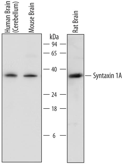 Detection of Human, Mouse, and Rat Syntaxin 1A antibody by Western Blot.