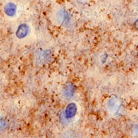 Syntaxin 1A antibody in Human Brain by Immunohistochemistry (IHC-P).