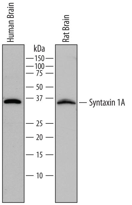 Detection of Human and Rat Syntaxin 1A antibody by Western Blot.