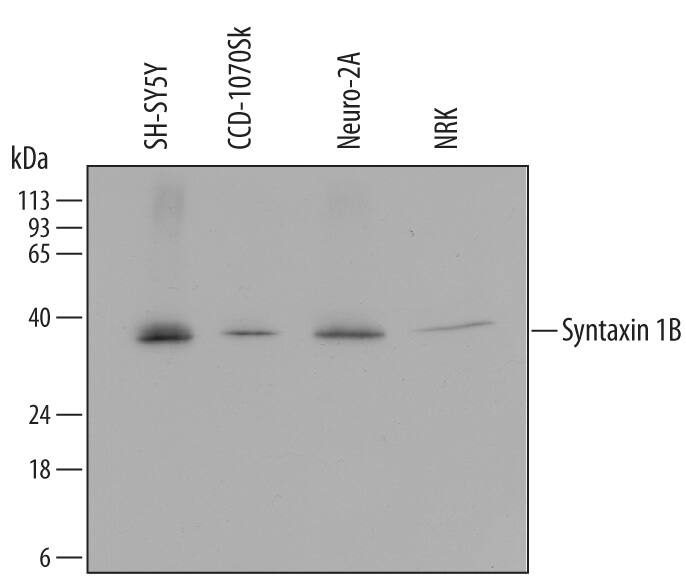 Detection of Human, Mouse, and Rat Syntaxin 1B antibody by Western Blot.