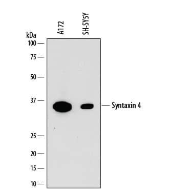 Detection of Human Syntaxin 4 antibody by Western Blot.