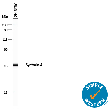 Detection of Human Syntaxin 4 antibody by Simple WesternTM.