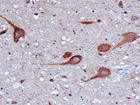 Syntaxin 5 antibody in Human Brain by Immunohistochemistry (IHC-P).