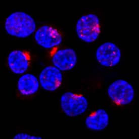 Syntaxin 6 antibody in HeLa Human Cell Line by Immunocytochemistry (ICC).