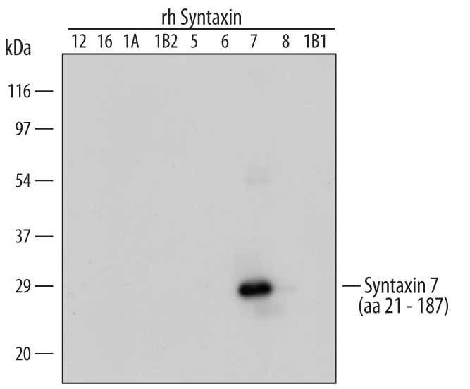 Detection of Human Syntaxin 7 antibody by Western Blot.