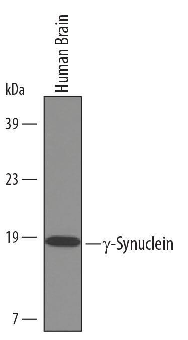 Detection of Human ?-Synuclein antibody by Western Blot.