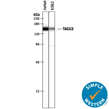 Detection of Human TACC3 antibody by Simple WesternTM.
