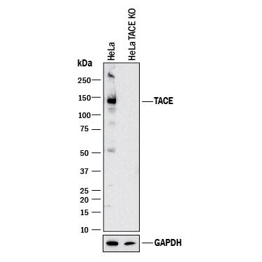 Western Blot Shows Human TACE/ADAM17 Antibody Specificity by Using Knockout Cell Line.