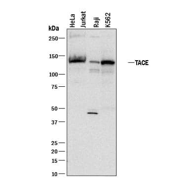 Detection of Human TACE/ADAM17 antibody by Western Blot.