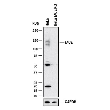 Western Blot Shows Human TACE/ADAM17 Antibody Specificity by Using Knockout Cell Line.