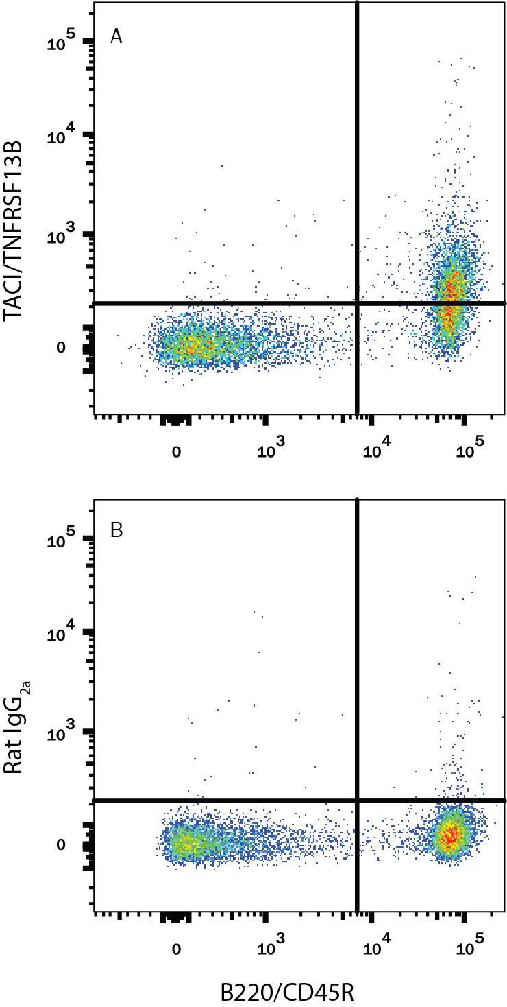 Detection of TACI/TNFRSF13B antibody in Mouse Splenocytes antibody by Flow Cytometry.